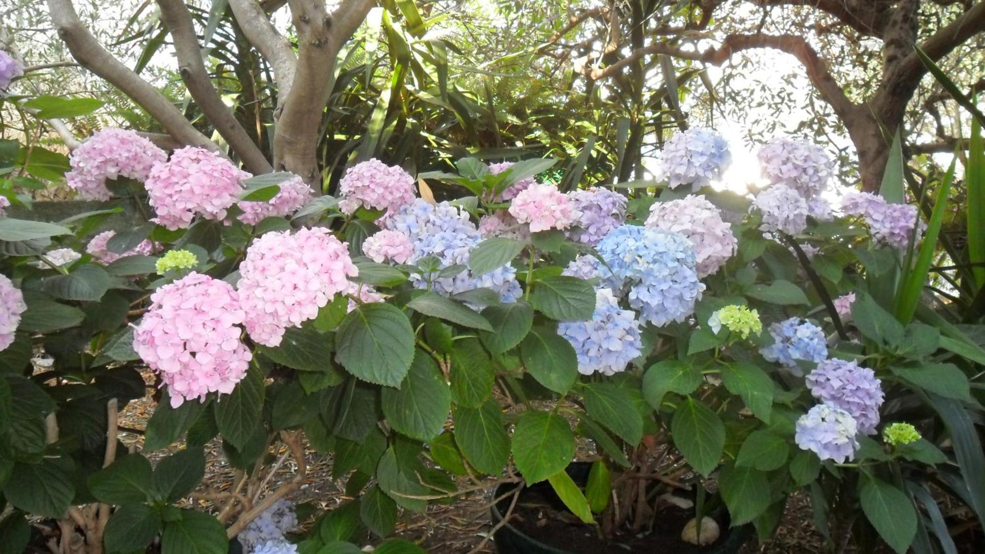 Aba